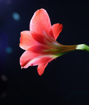 朱頂紅