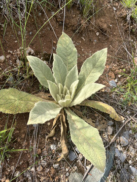 絨葉草