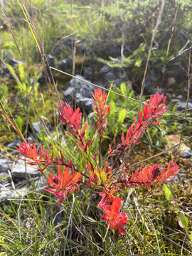 長鞭紅景天