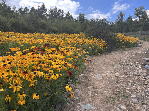 黑心金光菊花叢