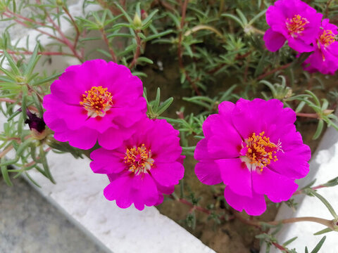 重瓣太陽花