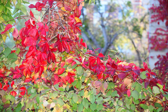 爬墻虎紅葉