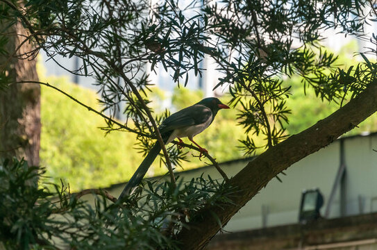 棲息在枝頭的鳥兒