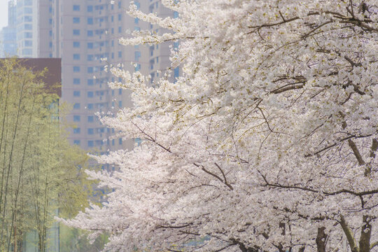 上海街头春天盛开的樱花