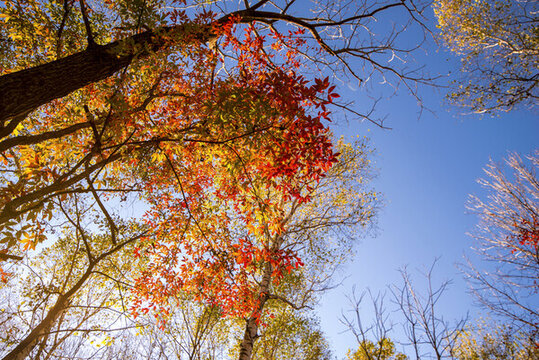 深秋紅葉