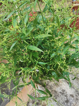穿心蓮植物