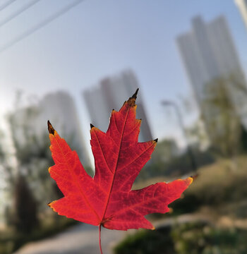 紅葉