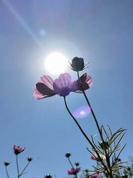 陽光與格桑花