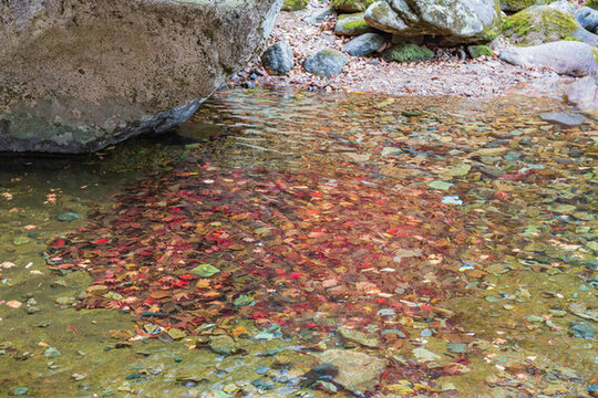 水中紅葉