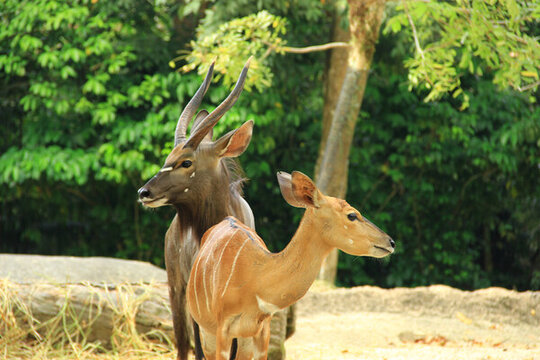 新加坡動物園鹿和羊