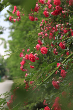 薔薇花開