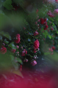 側(cè)拍薔薇花