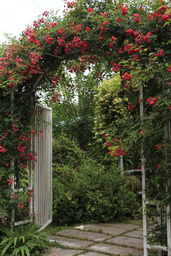 小清新蔷薇装饰拱门