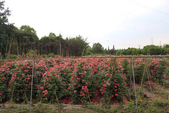 弄花里薔薇花海
