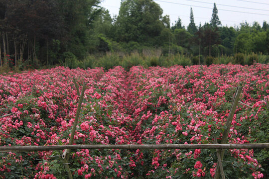 溫江弄花里薔薇花園