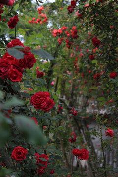 苗圃里的薔薇