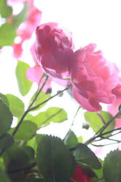 仰拍粉薔薇