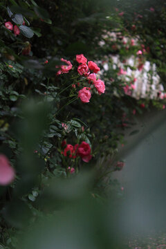 粉色薔薇特寫