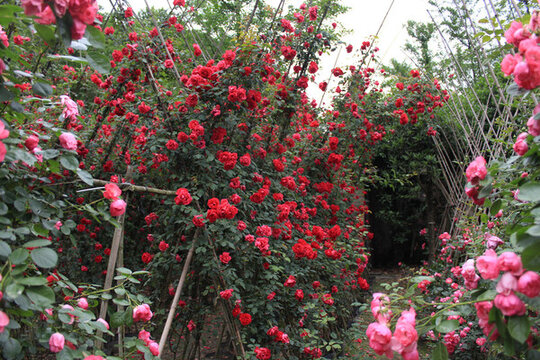 薔薇籬笆