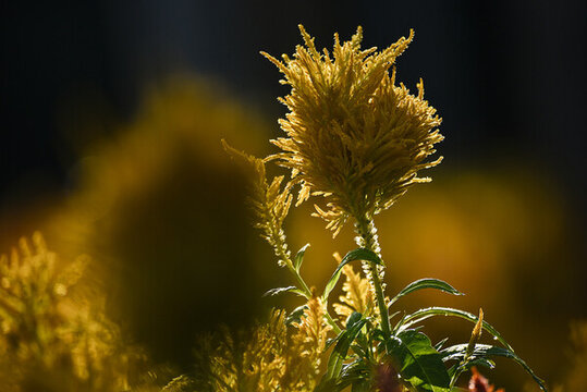 夢(mèng)幻雞冠花