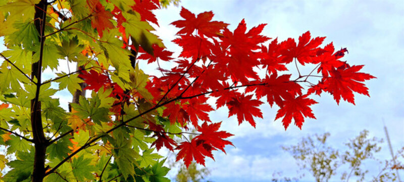 紅楓葉