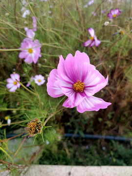 花正開(kāi)