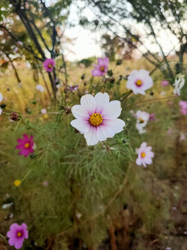 格桑花開(kāi)