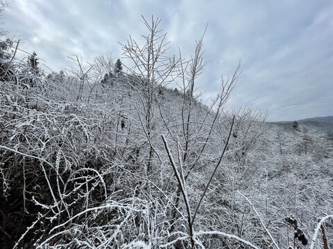 森林里雪景