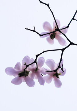 玉蘭花