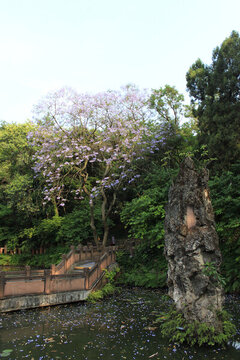 房湖公園一角