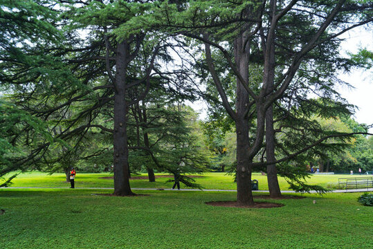 公園松樹