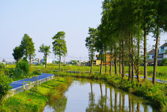 鄉(xiāng)村河道綠化
