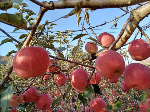 蘋果紅了