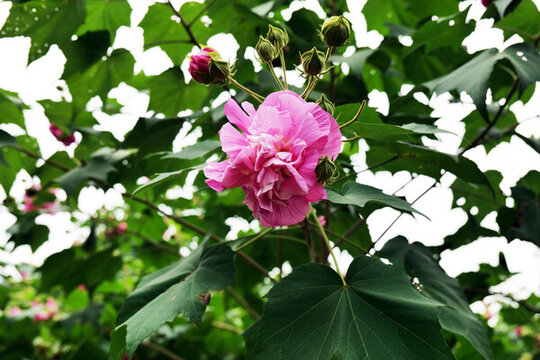 芙蓉花特寫