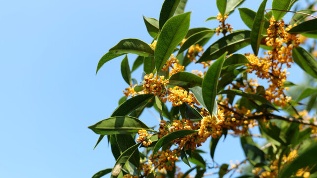 桂花金黃