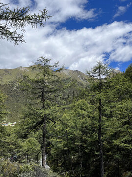 高山上的樹林