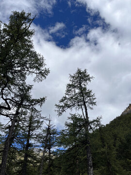 高山上的樹(shù)林