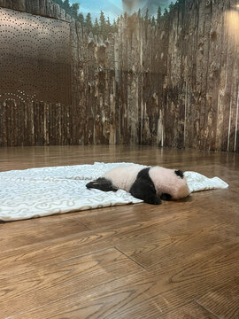 熊貓幼崽