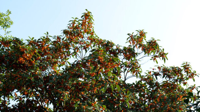 桂花樹