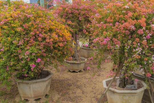 三角梅園林花園
