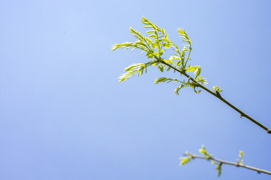 春天发芽的树枝与天空背景
