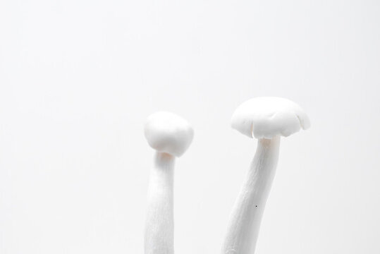 海鮮菇亮調特寫產品照