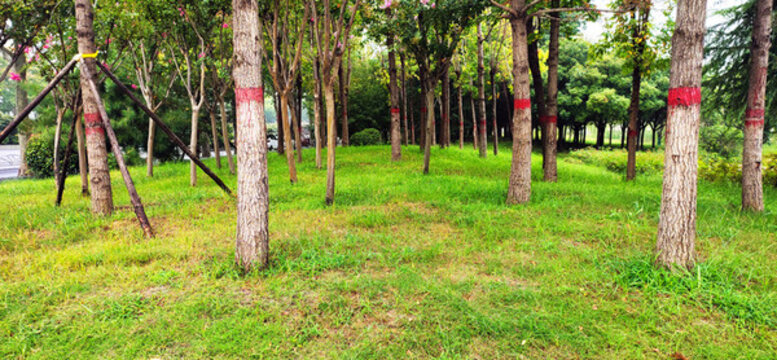 小樹林