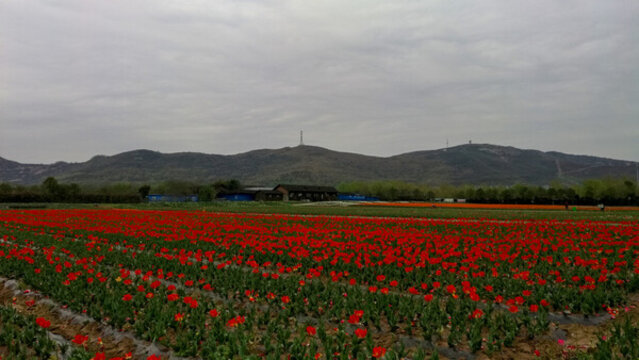郁金香花海嵖岈山