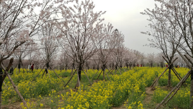 油菜梨花