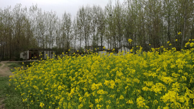 油菜花鄉(xiāng)村
