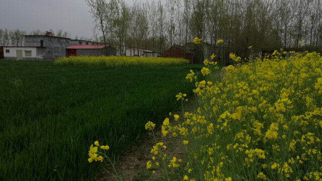 油菜花鄉(xiāng)村
