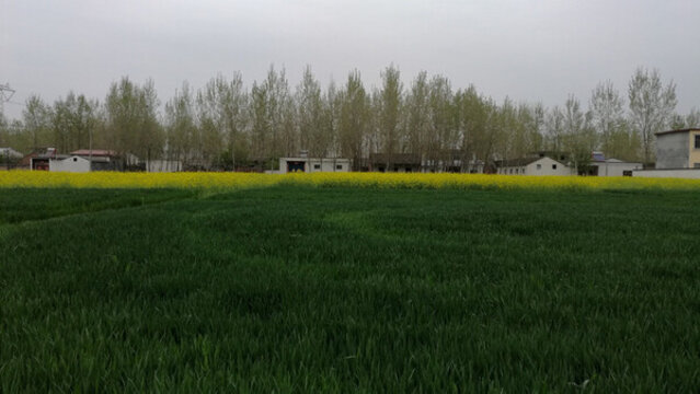 油菜花鄉(xiāng)村