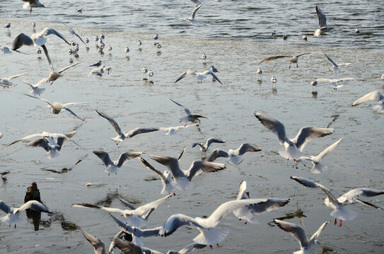 海鳥