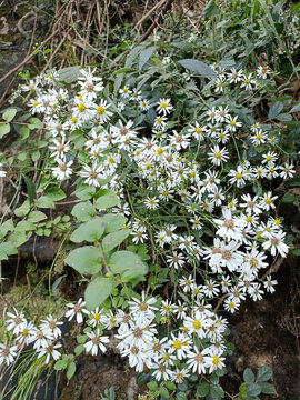 野外白菊花